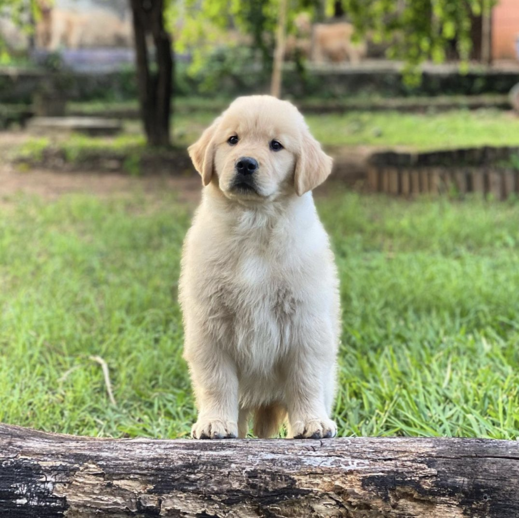 Linda filhote de Golden Retriever fêmea